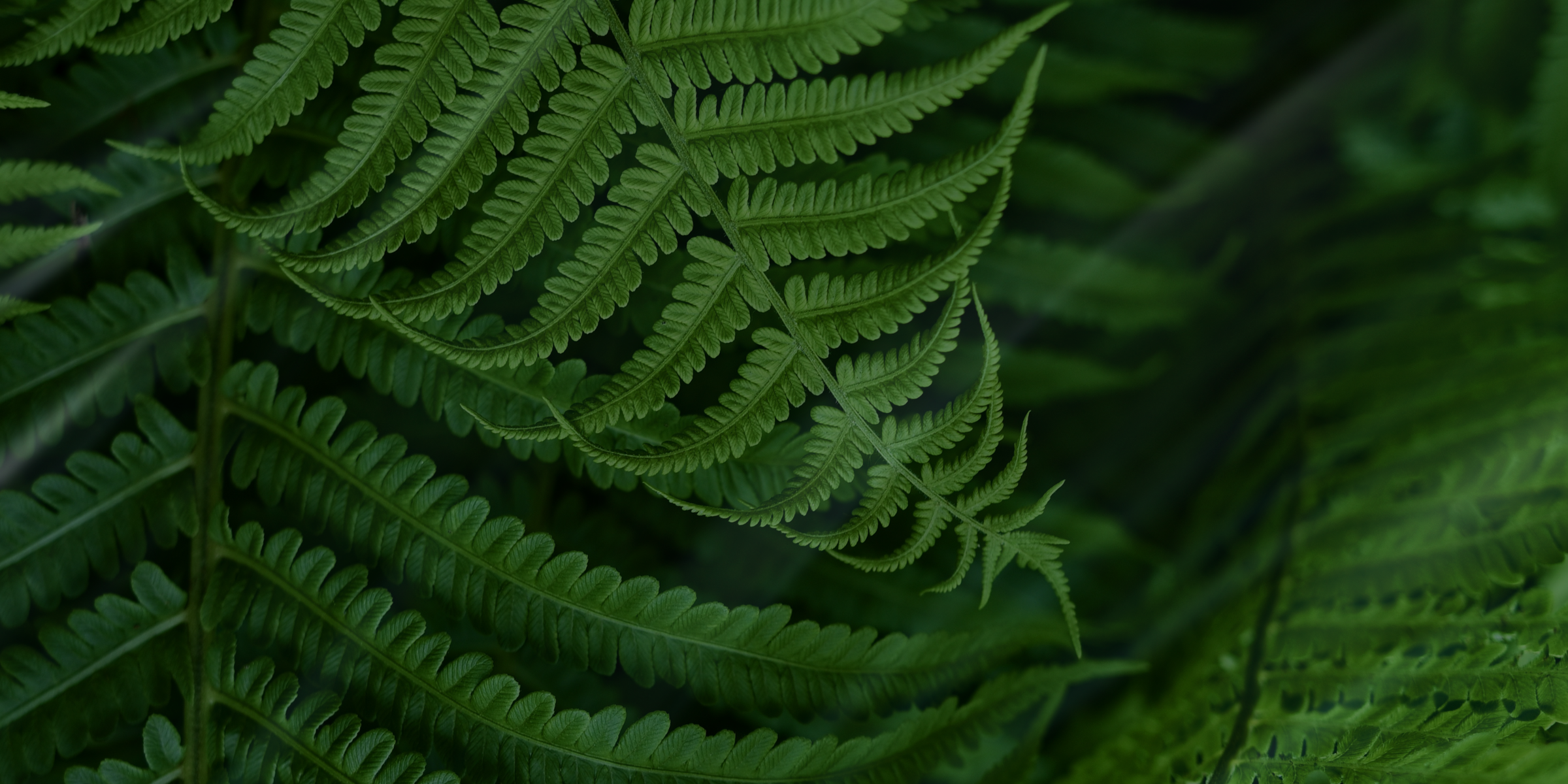 earthy. deep. botanical.