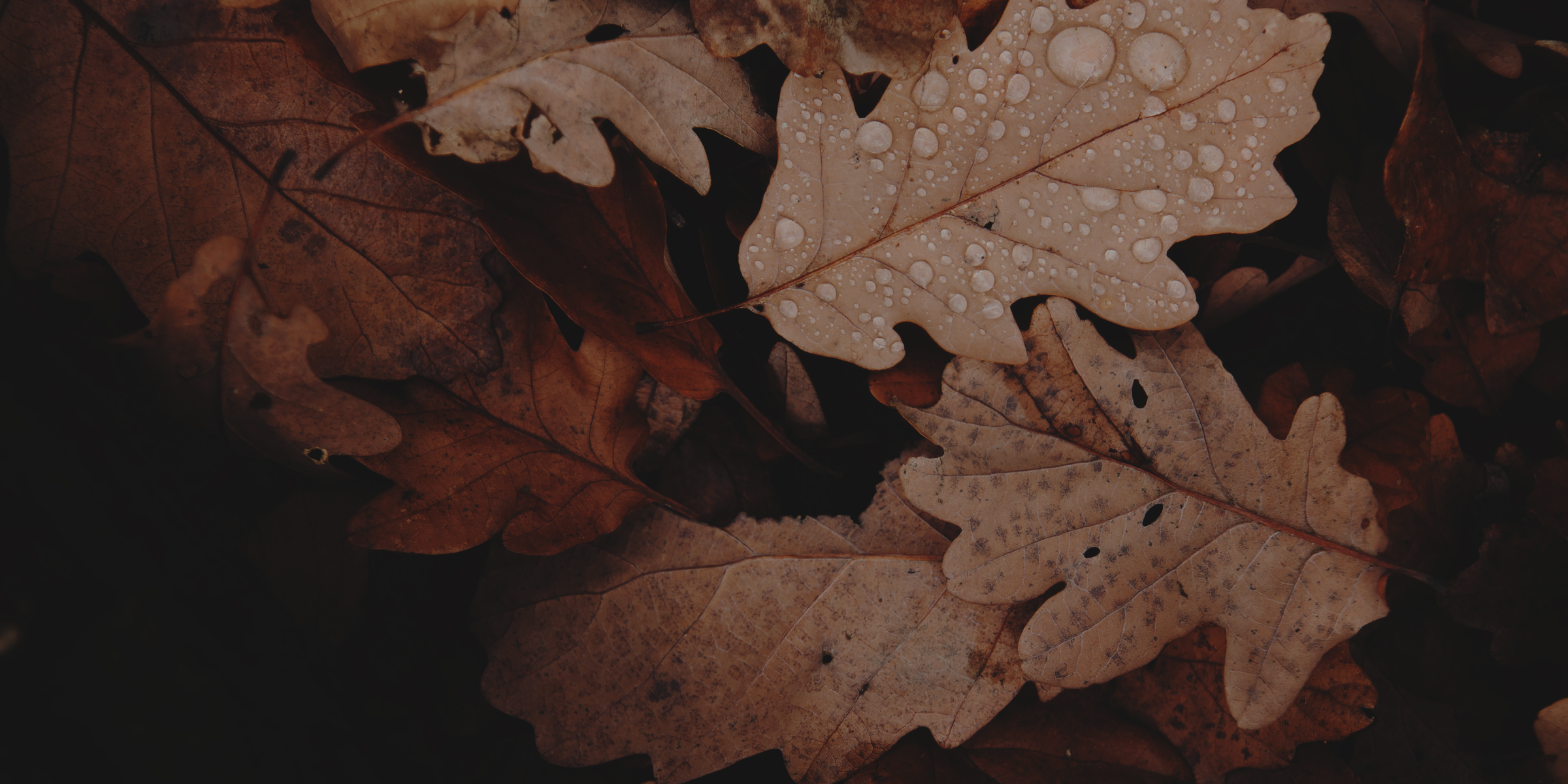 cozy. transitional. autumnal.