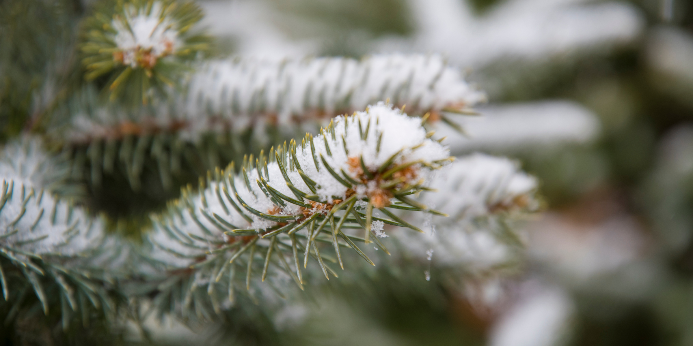 Quiet. Wooded. Wintery.