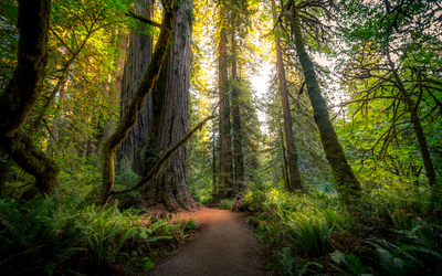 What on Earth is Forest Bathing?