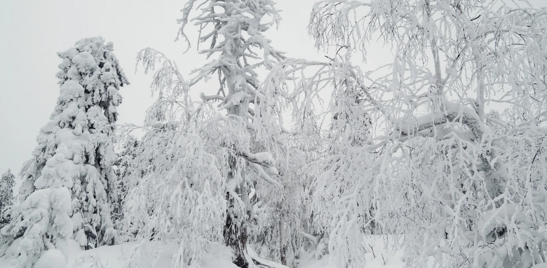 When Winter Keeps Us In: Finding Nature, Calm, and Connection on Snow Days